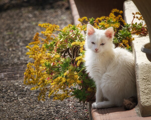Petit chaton 