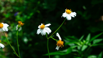 Bidens pilosa or ajeran with running water as a background