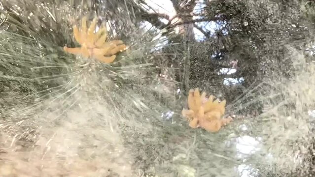 Spring pine shoots and flying pollen from shoots - slow motion. Themes: vegetation, flora, pollen, spring pollen, allergens, evergreen, coniferous tree, nature.