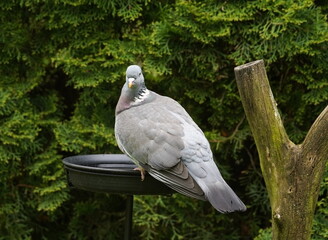 wood pigeon in the garden,ringeltaube im garten