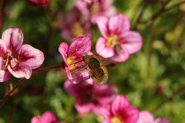 Bombyle (Bombylius major)