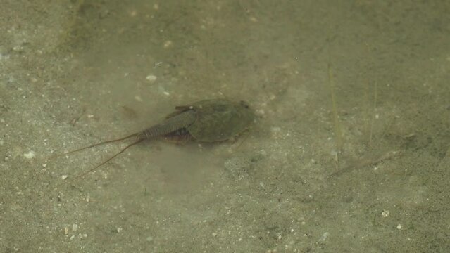 水田を動き回るカブトエビ