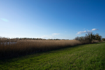 Field and blue sky