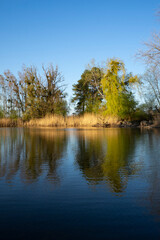 Fototapeta na wymiar Reflection of trees in calm water
