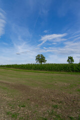field and blue sky with an isolated tree