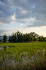 Field, water  and blue sky