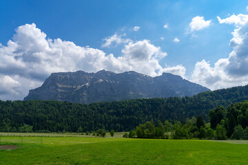 Meadow with flowers - forest and mountains in the background