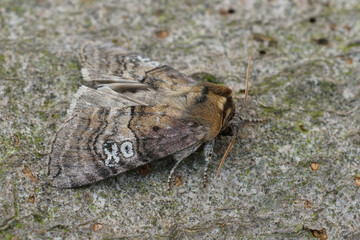 Closeup on the figure of eighty owlet moth, , Tethea ocularis sitting on wood