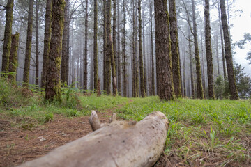 autumn, background, beautiful, branches, environment, fantasy, fog, forest background, forest landscape, forest trees, green, green background, green leaf, haze, landscape, landscape background, leave