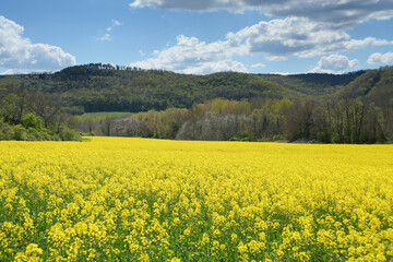 Obraz premium Muster Field in Tuscany Italy 
