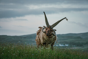 Loaghtan Manés en Isla de Skye