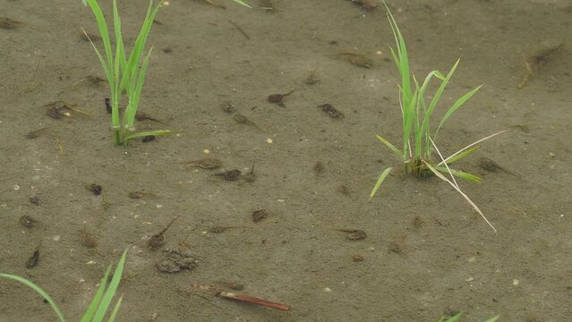 水田を泳ぎ回るカブトエビとオタマジャクシ