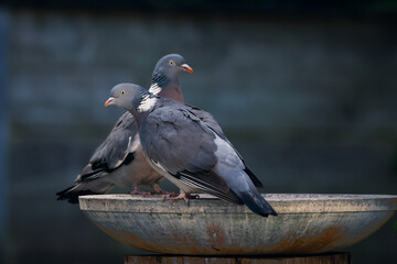 pigeon on a birdbath