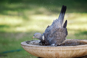 pigeon on a birdbath
