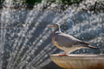 pigeon on a birdbath