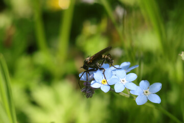 Fototapeta premium Empis marqueté (Empis tessellata)