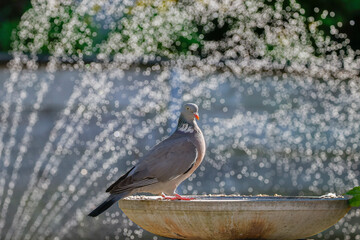 pigeon on a birdbath