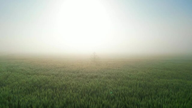 Fog across rural field video