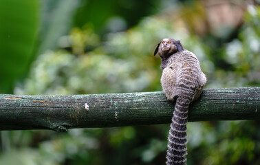 Small monkey looking back on wooden fence