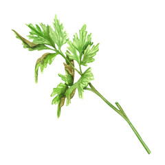 Young green parsley, spices, seasonings, herbs isolated on white background. Watercolor illustration. For product design, packaging, cuisine, ingredients and condiments.