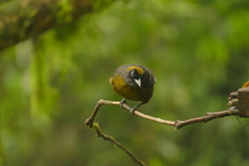dusky faced tanager (Mitrospingus cassinii) in the cloudforest of Ecuador