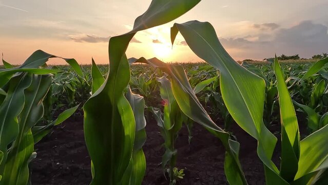 Walking in corn field at sunset, low angle view. Handheld camera moves between rows of corn in agricultural field, slow motion