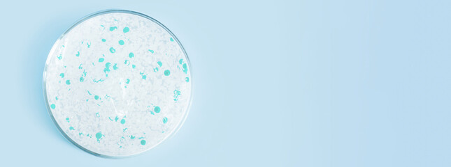 transparent gel with pellets in a Petri dish. On a blue background.
