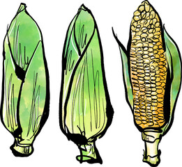 とうもろこしの手描きイラスト（筆書き水彩墨絵風）