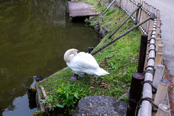 白鳥 はねやすめか？