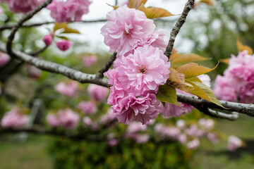 きれいなピンクの花