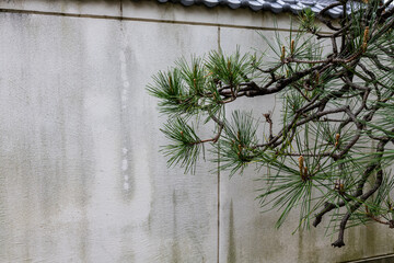 古そうな壁とマツの木