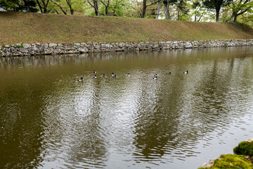 川鳥たちと散歩