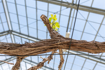 ブドウ栽培 収穫前の木