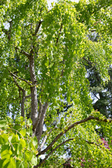 ガーデンって感じ