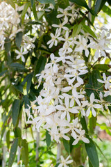 おしゃれな白い花