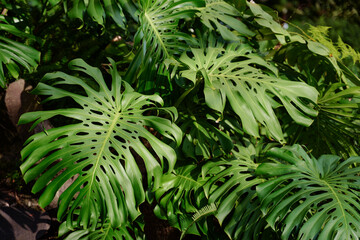 In the jungle. Close up of green tropical leaves.