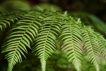 Leaves of green fern in forest