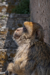 Macaco de Berbería en Gibraltar