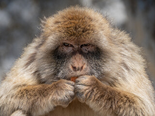 Macaco de Berbería en Gibraltar