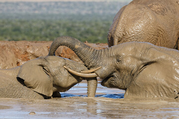 Elefanten im Addo Elephant Park