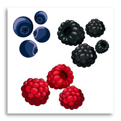 Isolated forest berries. Vector illustration of raspberry, blackberry, blueberry. Cartoon flat style.