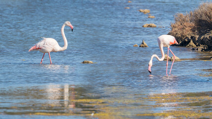 Flamingos in Peyriac-de-Mer, France