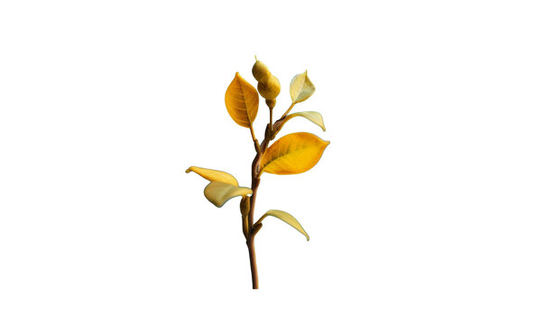flower isolated on white HD transparent background PNG Stock Photographic Image