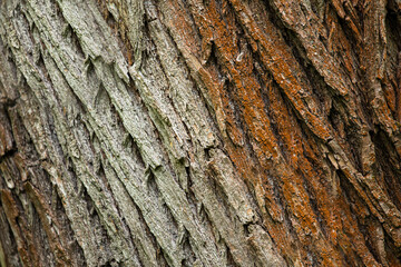 selective focus of tree bark for nature texture background.