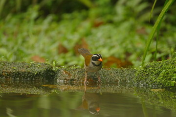 orange-billed sparrow (Arremon aurantiirostris) in the cloudforest of Ecuador