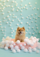 Fototapeta na wymiar Cute pomeranian dog in a small bathtub with soap foam and bubbles, cute pastel colors.