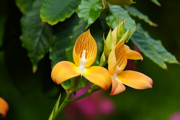 Fototapeta na wymiar Disa ,Sids Favorite, Orchidaceae family. Hanover – Berggarten, Germany.
