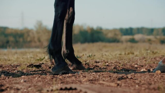 Horse hooves scratching in the dirt, horse's hoof playing on a meadow 