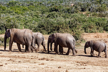 Fototapeta premium Elefanten im Addo Elephant Park