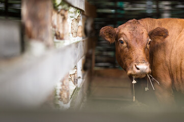 Brown cow in stall chews hay. Domestic cattle. Animal farm. Milk farm. Side view. Soft focus. High...
